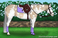 Horse Color:White Spotted Bay Dun Splash 