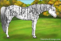 Horse Color:Black Sabino and Grullo Sabino