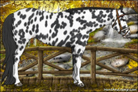 Horse Color:Black Appaloosa 