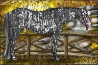 Horse Color:Black Appaloosa  and Black 