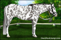 Horse Color:Grullo Sabino Splash Leopard  and Grullo Splash Near Leopard 