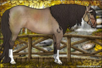 Horse Color:Liver Red Dun 