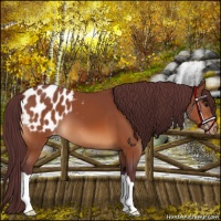 Horse Color:Chocolate Bay Appaloosa 
