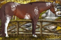 Horse Color:White Spotted Chocolate Brown