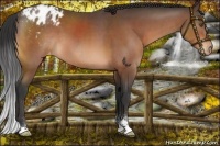 Horse Color:Bay Sabino Appaloosa 