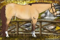 Horse Color:Chocolate Buckskin Dun