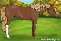 Horse Color:Gray Chestnut 