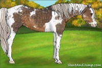 Horse Color:Silver Smoky Black Splash Tobiano Appaloosa 
