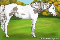 Horse Color:Silver Grullo Splash Tobiano Appaloosa 