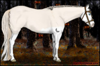 Horse Color:Perlino Dun Splash 