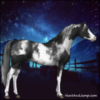 Horse Color:Gray Black Tobiano  and Gray White Spotted Blue Roan 