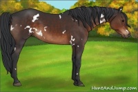 Horse Color:White Spotted Brown 