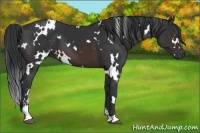 Horse Color:White Spotted Brown Sabino 