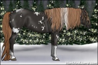 Horse Color:White Spotted Liver Chestnut Tobiano 