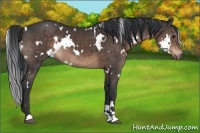 Horse Color:White Spotted Brown 