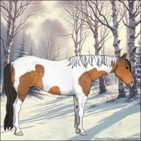 Horse Color:Buckskin Roan Tobiano 