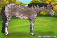 Horse Color:Brown Ice Sabino 