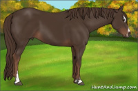 Horse Color:Liver Chestnut Sabino 