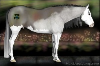 Horse Color:Grullo Splash 