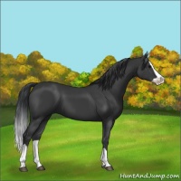 Horse Color:Black Splash 