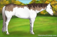 Horse Color:Liver Red Dun Sabino Splash Brindle 
