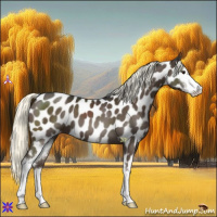 Horse Color:Liver Chestnut Mushroom Sabino Near Leopard 