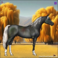 Horse Color:Liver Chestnut Mushroom 