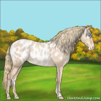 Horse Color:White Spotted Gold Champagne Dun Appaloosa 