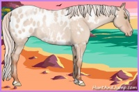 Horse Color:White Spotted Silver Sable Champagne Roan Dun Appaloosa 