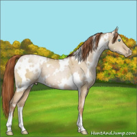 Horse Color:White Spotted Buckskin Pearl Dun