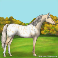 Horse Color:Silver Sable Cream Champagne Dun Appaloosa 