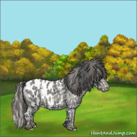 Horse Color:Plaid  Grullo Roan Splash Appaloosa  and Plaid  Blue Roan Appaloosa 