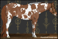 Horse Color:White Spotted Chestnut 