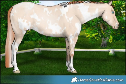 Horse Color:White Spotted Sable Champagne Pearl Dun 