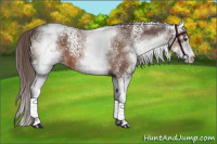 Horse Color:White Spotted Liver Chestnut 