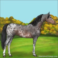Horse Color:Brown Ice Sabino 