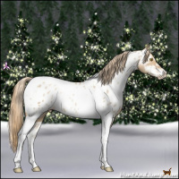 Horse Color:Red Dun Pearl Sabino Tobiano Appaloosa Rabicano 