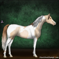 Horse Color:Bay Pearl Dun Tobiano Rabicano 