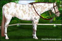 Horse Color:White Spotted Sable Champagne Dun Appaloosa 