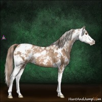 Horse Color:Liver Chestnut Pearl Sabino 