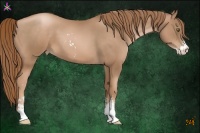 Horse Color:Liver Chestnut Pearl Sabino 