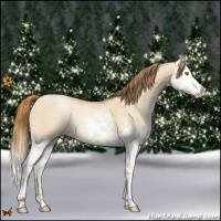 Horse Color:White Spotted Red Dun Pearl Splash 