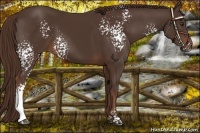 Horse Color:White Spotted Liver Chestnut 