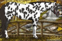 Horse Color:Liver Chestnut Near Leopard 