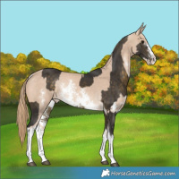 Horse Color:White Spotted Buckskin Sabino Rabicano  and Perlino Sabino Rabicano 