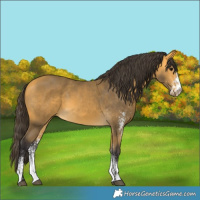 Horse Color:White Spotted Buckskin 