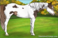 Horse Color:Liver Chestnut Tobiano Frame 