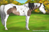 Horse Color:Brown Dun Splash Tobiano Brindle