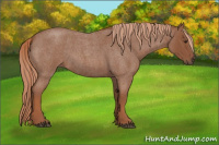 Horse Color:Red Roan 
