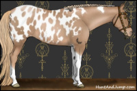 Horse Color:Liver Chestnut Pearl Tobiano Near Leopard 